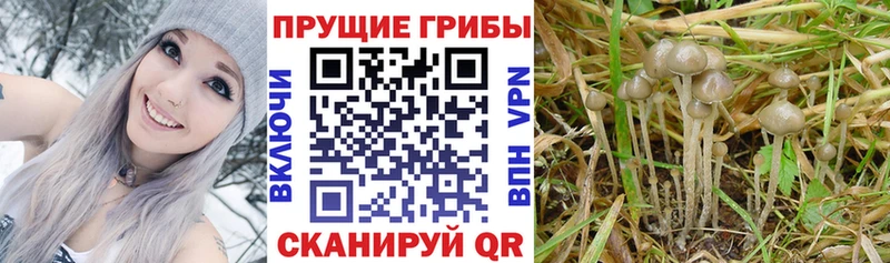 где найти Калуга Галлюциногенные грибы Magic Shrooms